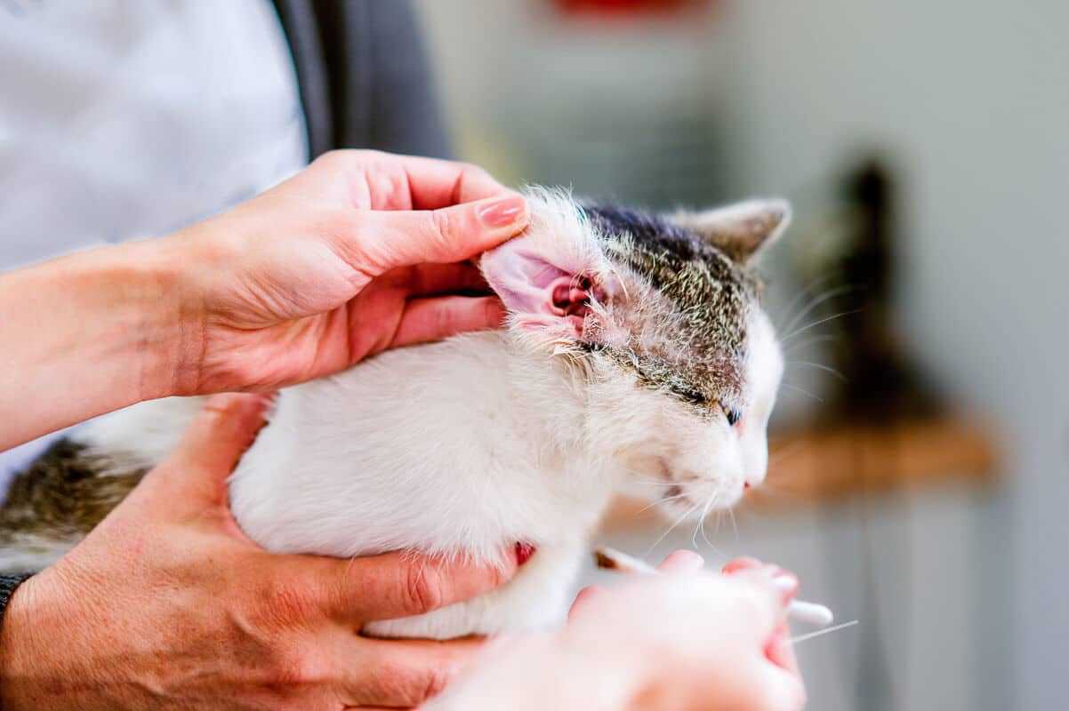 Коричневые выделения в ушах кошки
