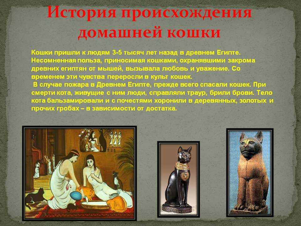 Откуда появились кошки на земле