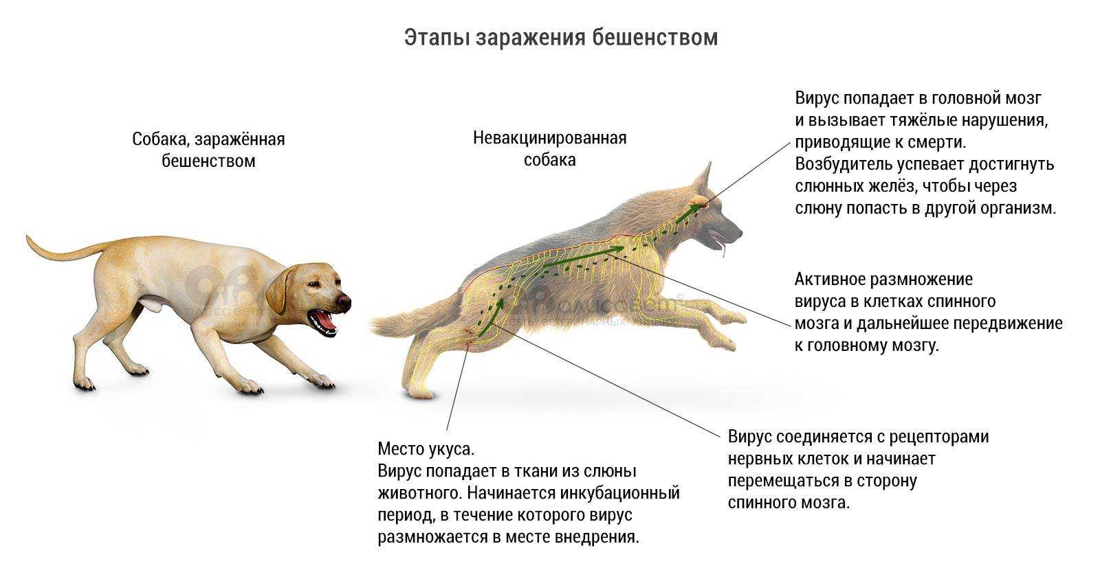 Бешенство у собаки