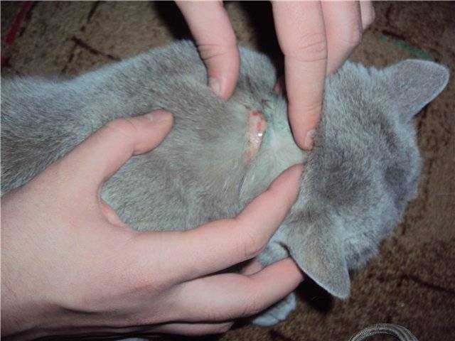 Лишай у кошек и котов