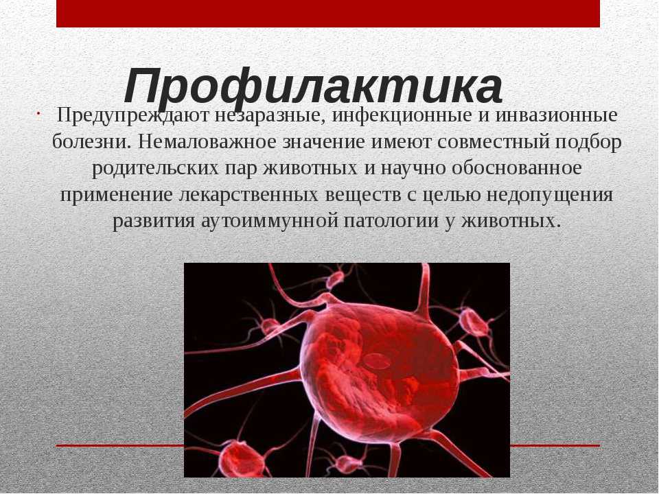 Стафилококк у собак