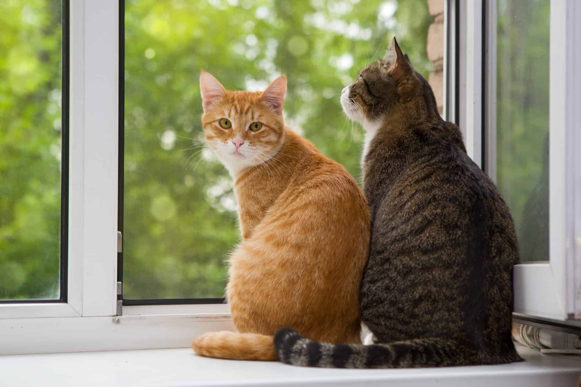 Почему кошки любят сидеть на окне