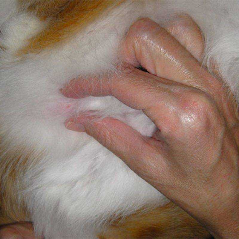 Шишка у кошки под кожей: 100 фото примеров опасных образований и способы их лечения