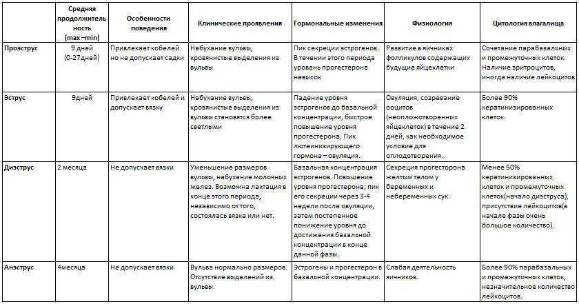 До какого возраста у собак бывает течка? отсутствие течки у старой собаки