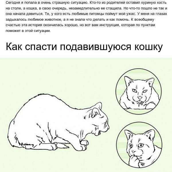 Кот кашляет - как будто хочет вырвать, хрипит, причины, лечение кашля