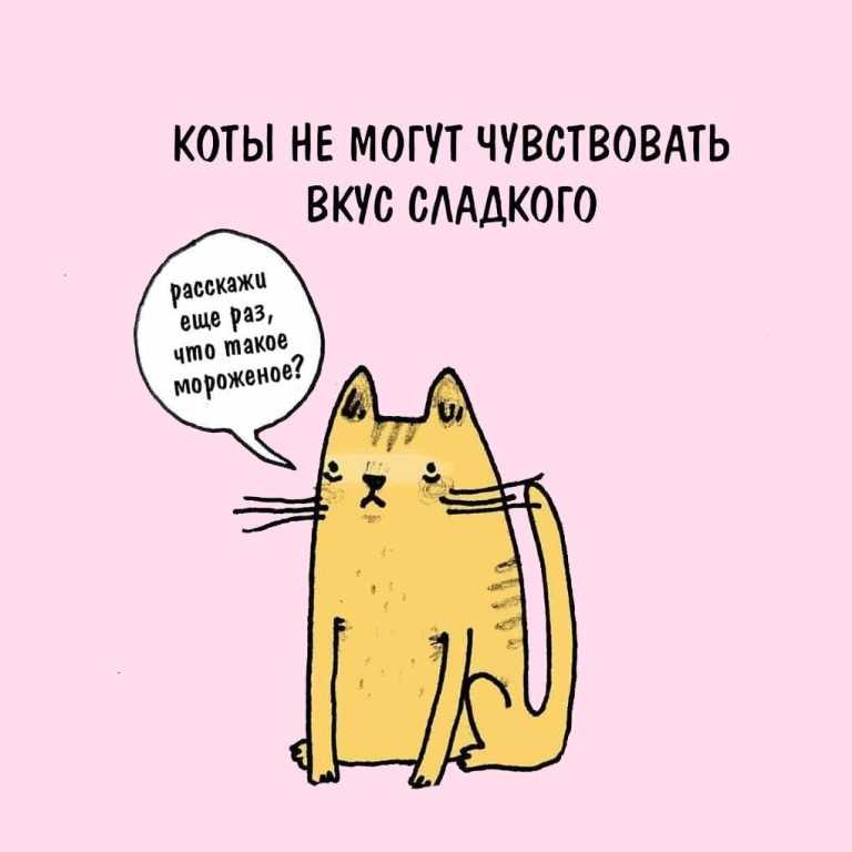 Интересные факты о кошках и котах: какой вкус не чувствуют, потеют ли, понимают ли человеческую речь