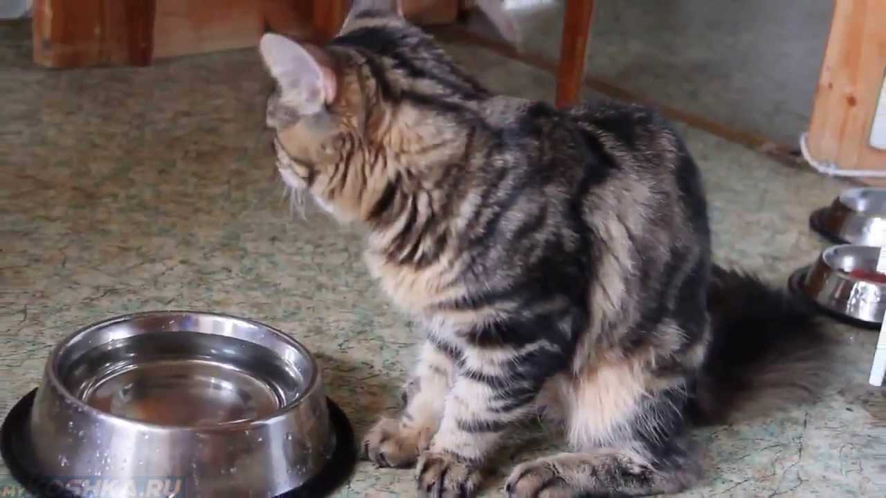 Кот не ест и не пьёт: тревожные симптомы, которые должны насторожить