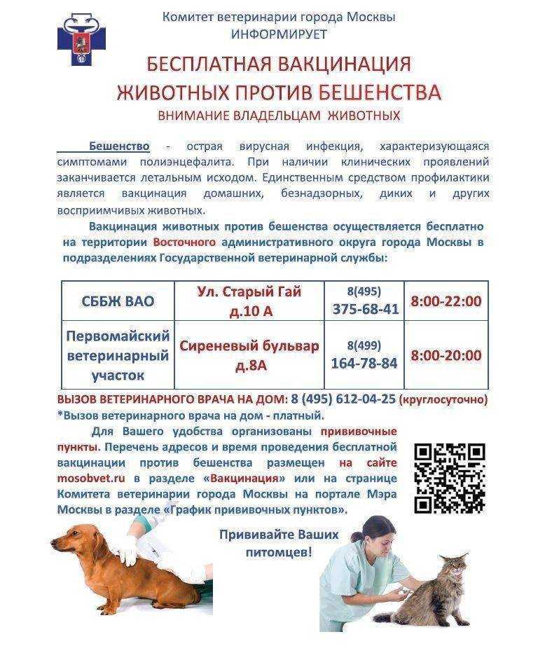 Можно ли собакам гулять после прививки