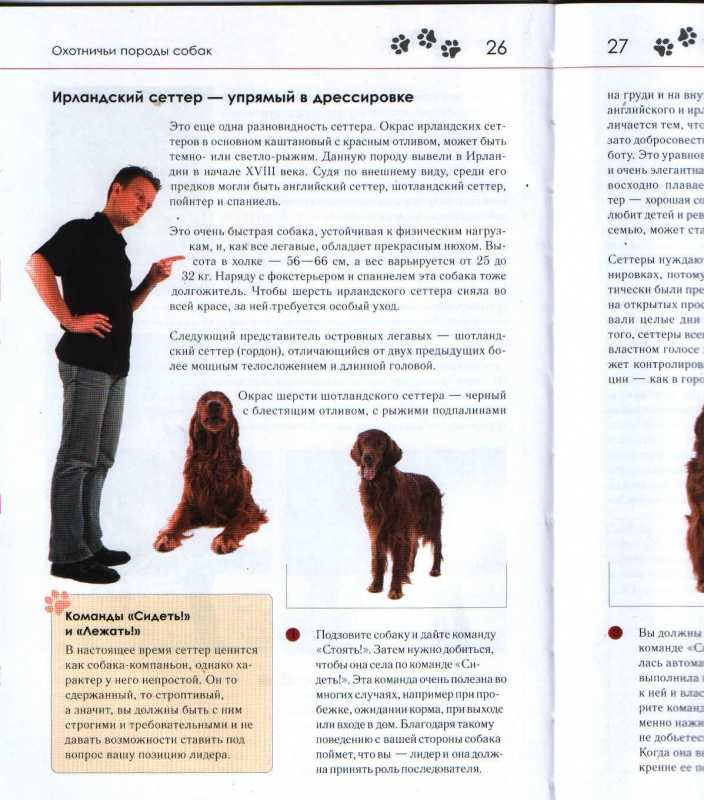Особенности экстерьера собаки английский пойнтер