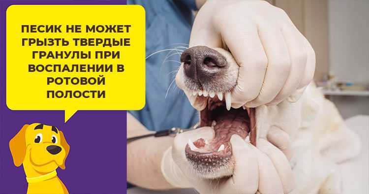 Собака стала плохо есть сухой корм, что делать? перестала есть вообще!
