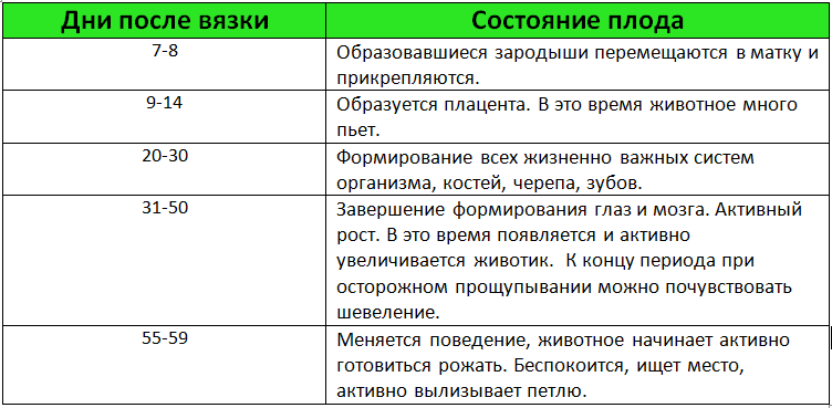 Подробный календарь беременности у собак по дням в течении всего периода