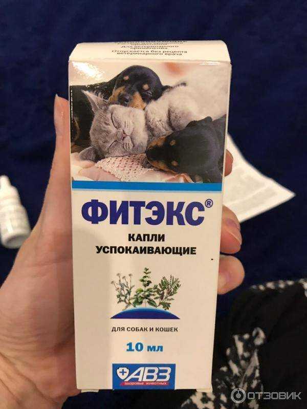 Как успокоить кошку в период течки: 11 шагов