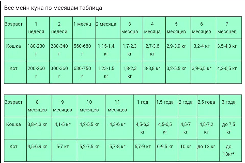 Чем кормить мейн-куна