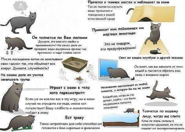 Как умирают кошки: признаки скорой смерти, как понять, что кота не станет, почему животное уходит