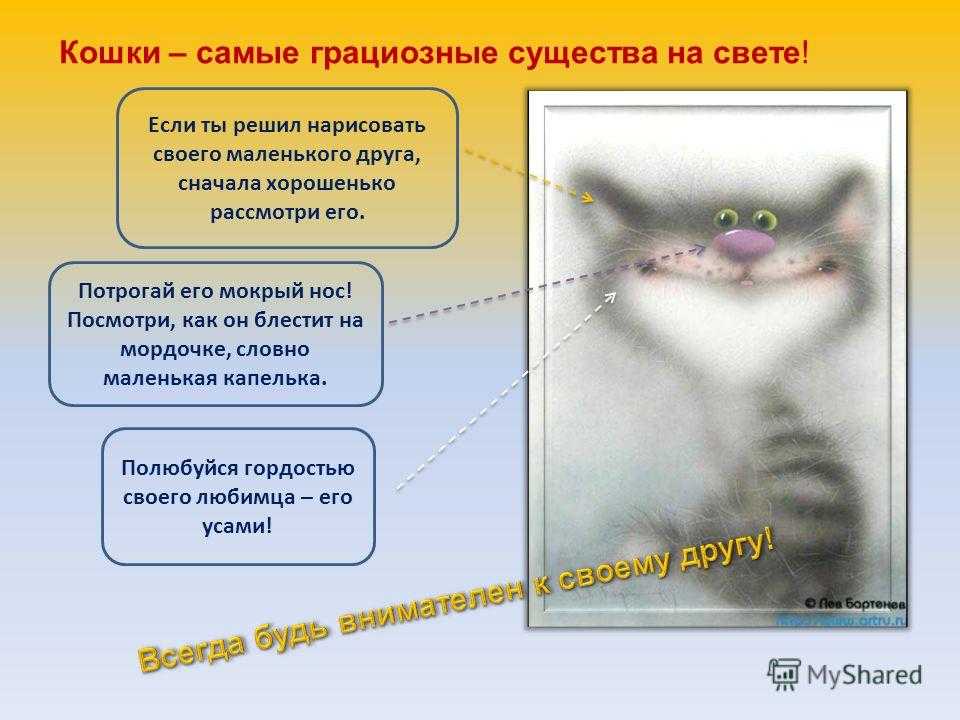 Какой должен быть нос у здоровых кошек, котов и котят и что делать, если он сухой, тёплый или горячий