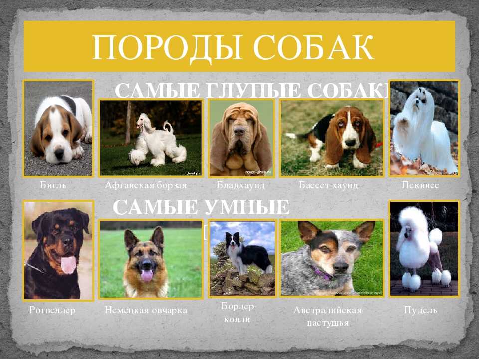 Собаки-компаньоны: 30 лучших пород для квартиры с фото