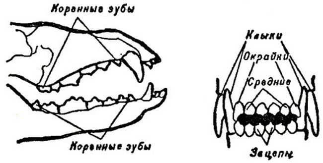 Период смены зубов у щенков