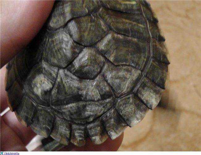 Как долго длится линька у красноухих черепах