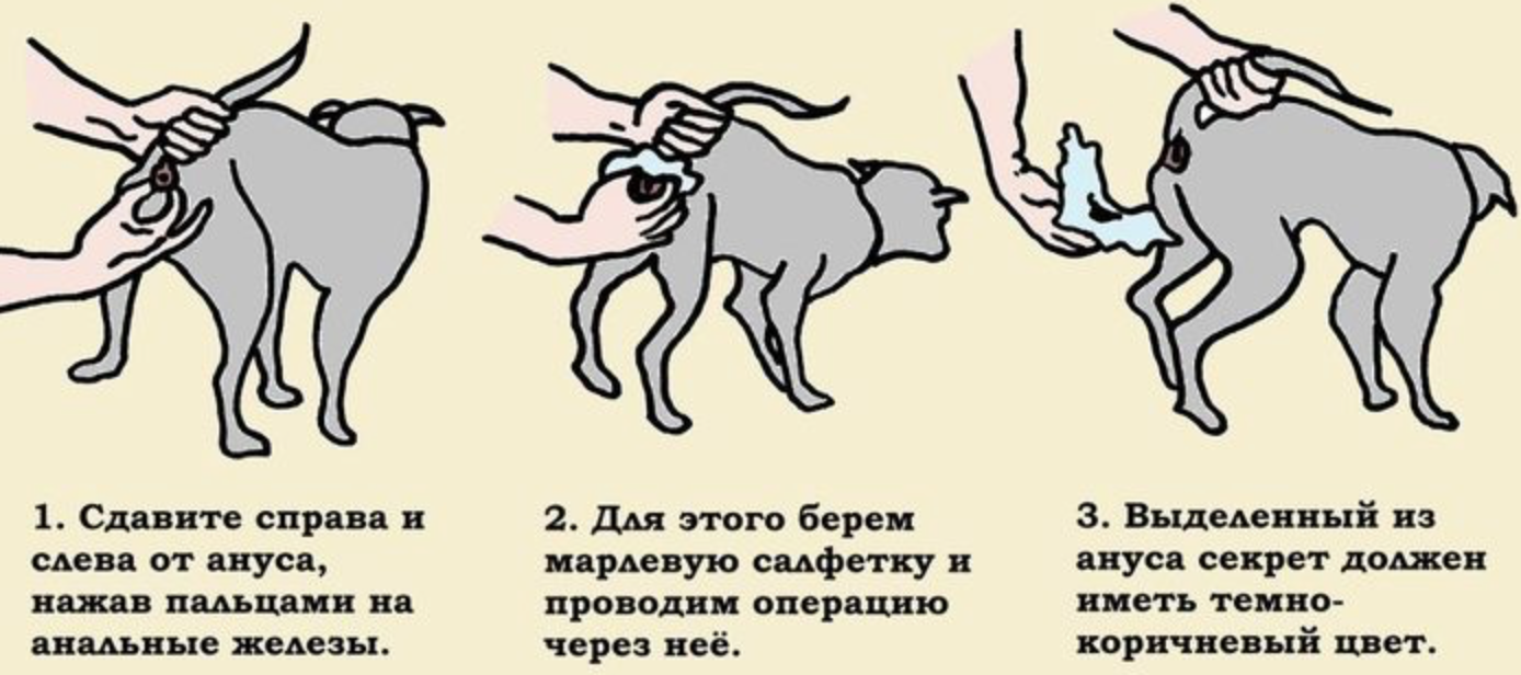 Как узнать пульс у кошек