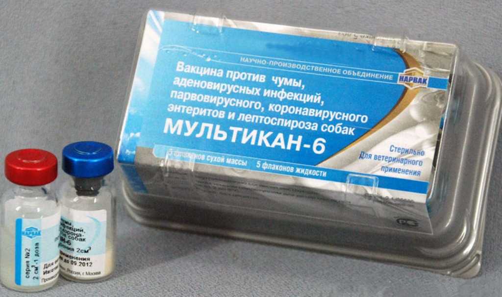 Нобивак для собак: разновидности вакцины, инструкция по применению, схема вакцинации
