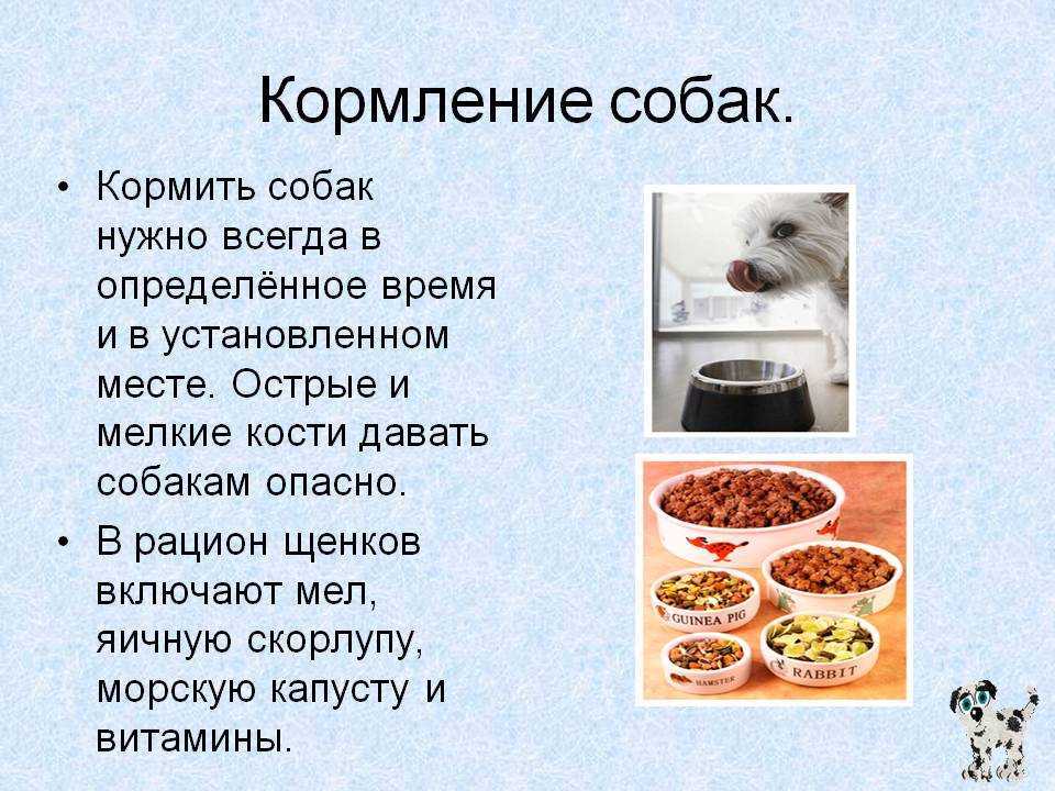Чем кормить шотландского вислоухого котенка: меню по возрастам