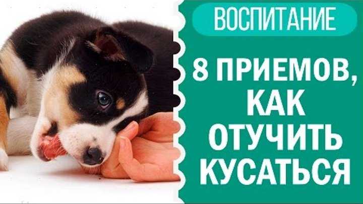 Как отучить щенка или собаку кусаться: причины укусов, методы воспитания взрослой или молодой особи,как отучить собаку кусаться за руки и за ноги