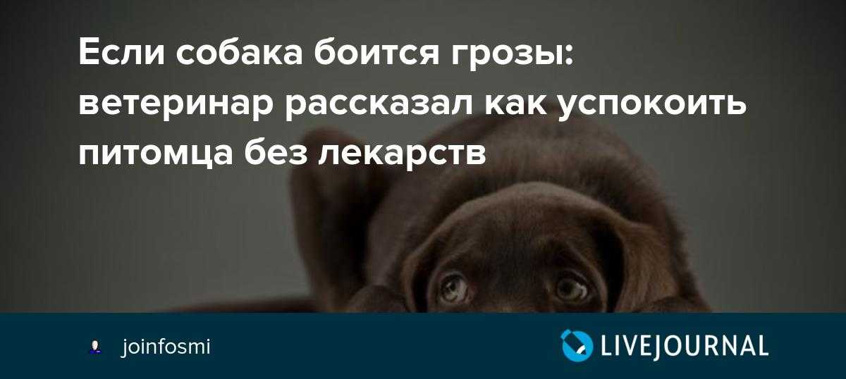 Если собака боится грозы: ветеринар рассказал как успокоить питомца без лекарств - досуг