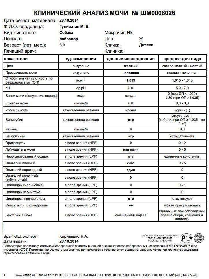Белок в моче у кошки, глюкоза и другие показатели общего анализа, норма и расшифровка