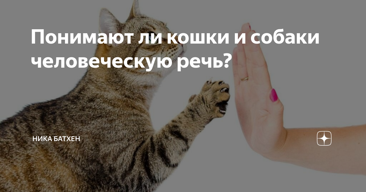 Учёные выяснили как собаки понимают человеческую речь