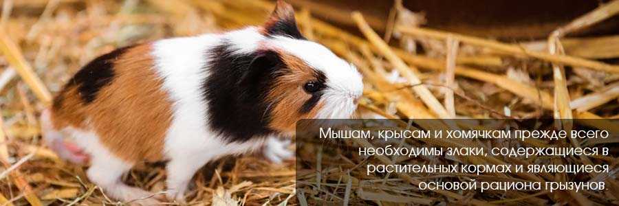 Сельдерей домашним животным. можно ли давать овощ морским свинкам и другим питомцам?