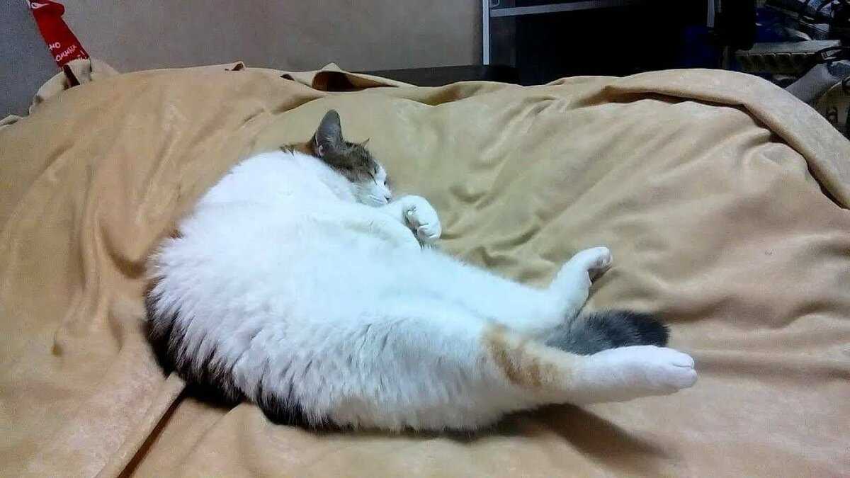 Кот дергается во сне - причины и что делать