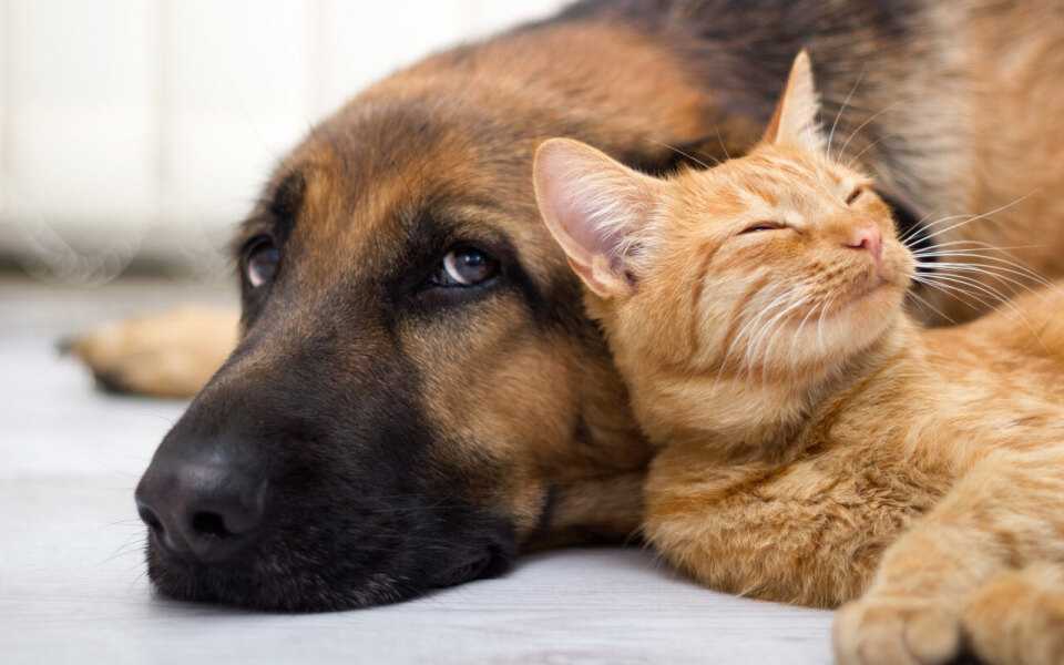 Признаки старения питомца и определение возраста кошки и собаки | hill's pet