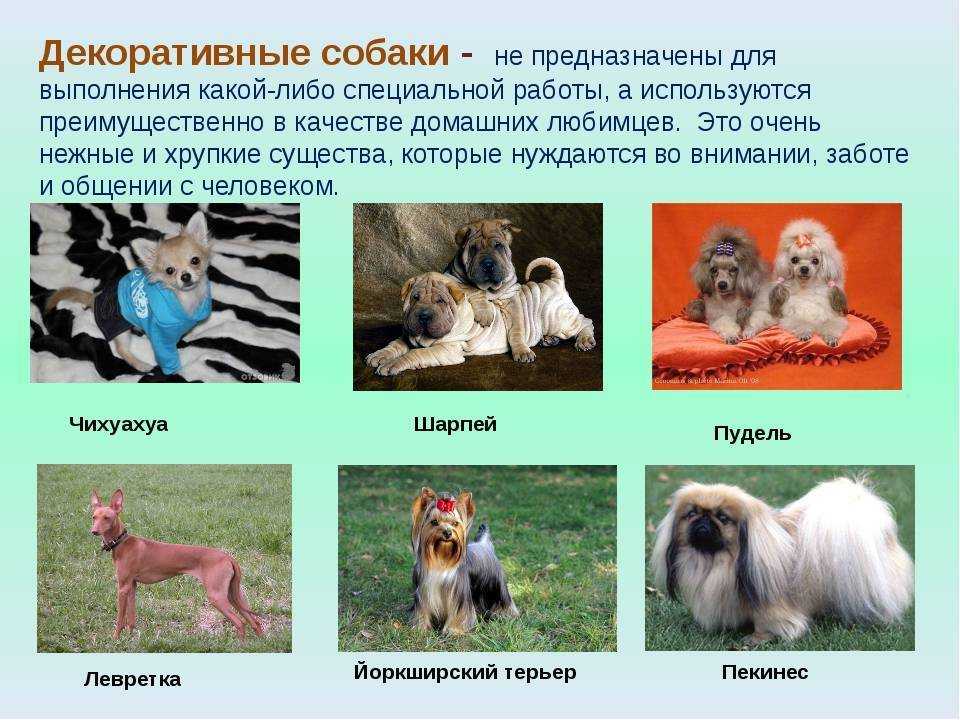 Маленькие комнатные породы декоративных собак: обзор и особенности