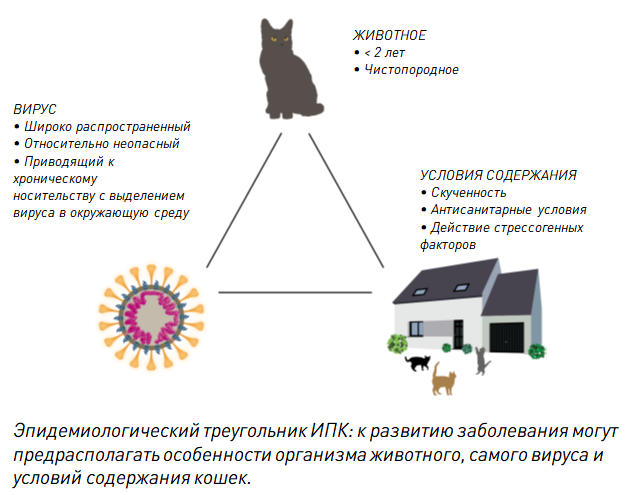 Коронавирусный энтерит у кошек, парвовирус: причины, симптомы, лечение в домашних условиях