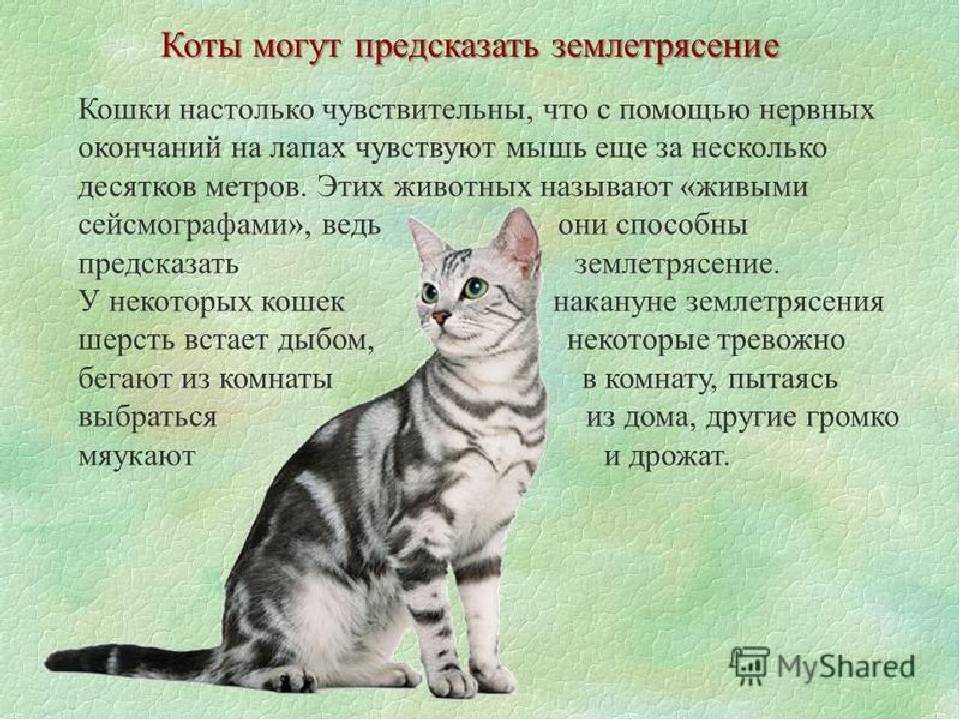 Послеродовое состояние кошки: особенности ухода в первые дни