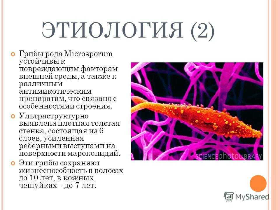 Микроспория у собак: подробная информация об опасном заболевании