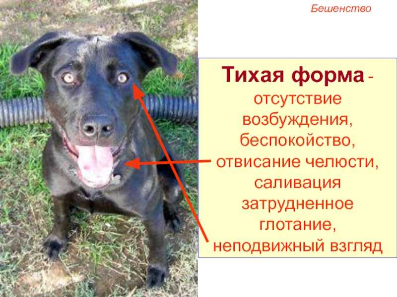 По каким причинам у собак может распухать морда только на одной стороне щеки