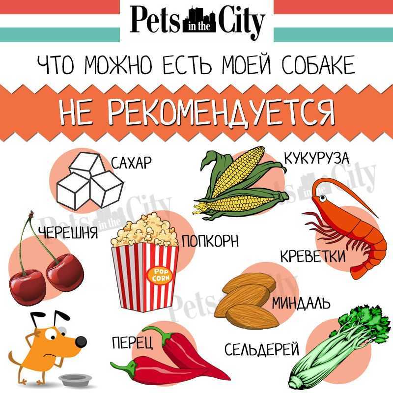 Какие овощи можно давать собаке: сырые, вареные, от каких лучше отказаться