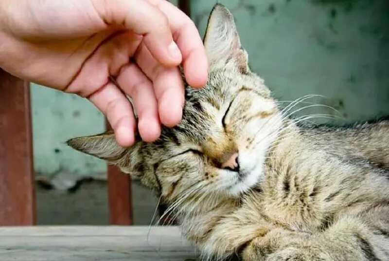 Если кошка поднимает хвост когда гладишь