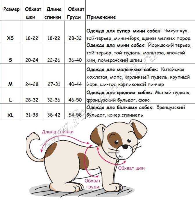 Французский бульдог – описание породы, характер