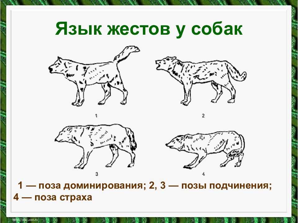 Язык собак: как понять питомца по мимике глаз, движению ушей и хвоста
