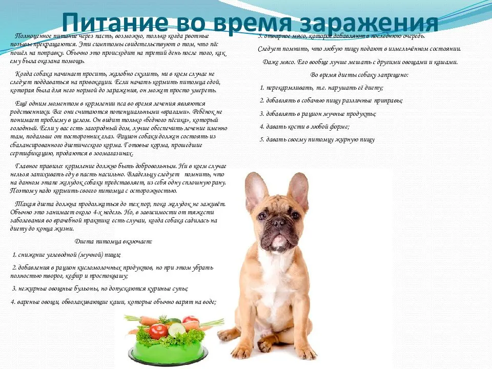 Неправильное питание собак: распространённые ошибки владельцев