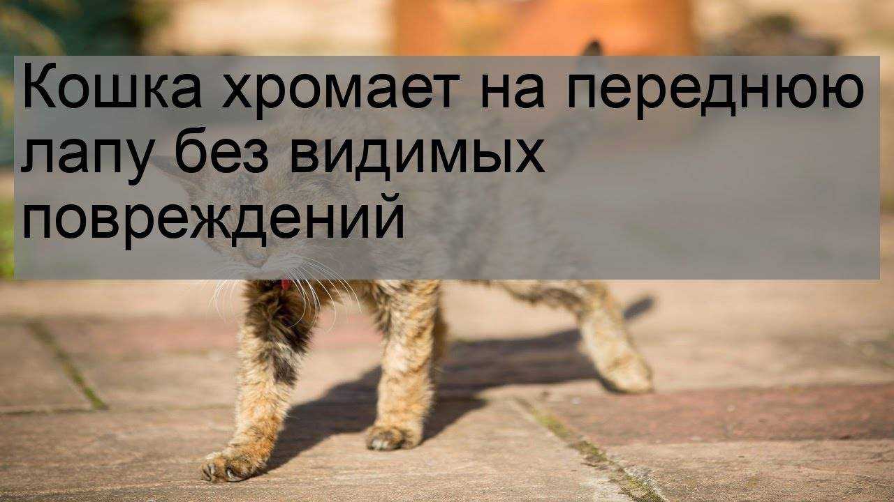 Синдром хромоты и кошачий калицивирус