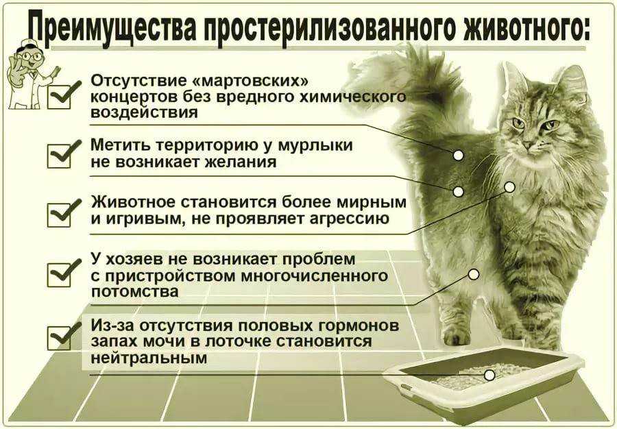 Когда можно стерилизовать кошку после течки
