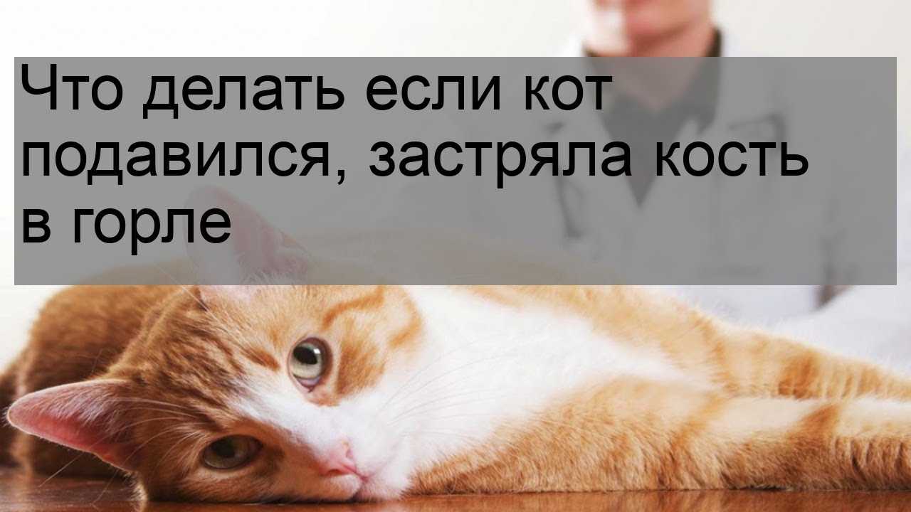 Кошка кашляет, как будто подавилась, хочет вырвать, хрипит, чихает: что делать, причины и лечение