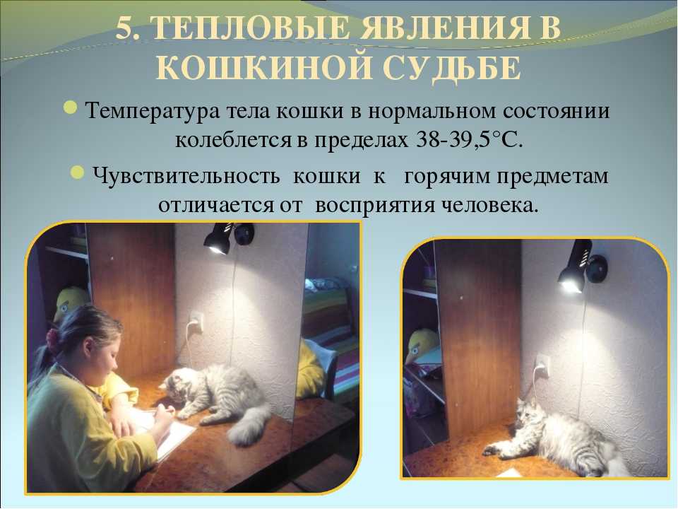 Высокая температура у кошек - симптомы, лечение, препараты, причины появления | наши лучшие друзья