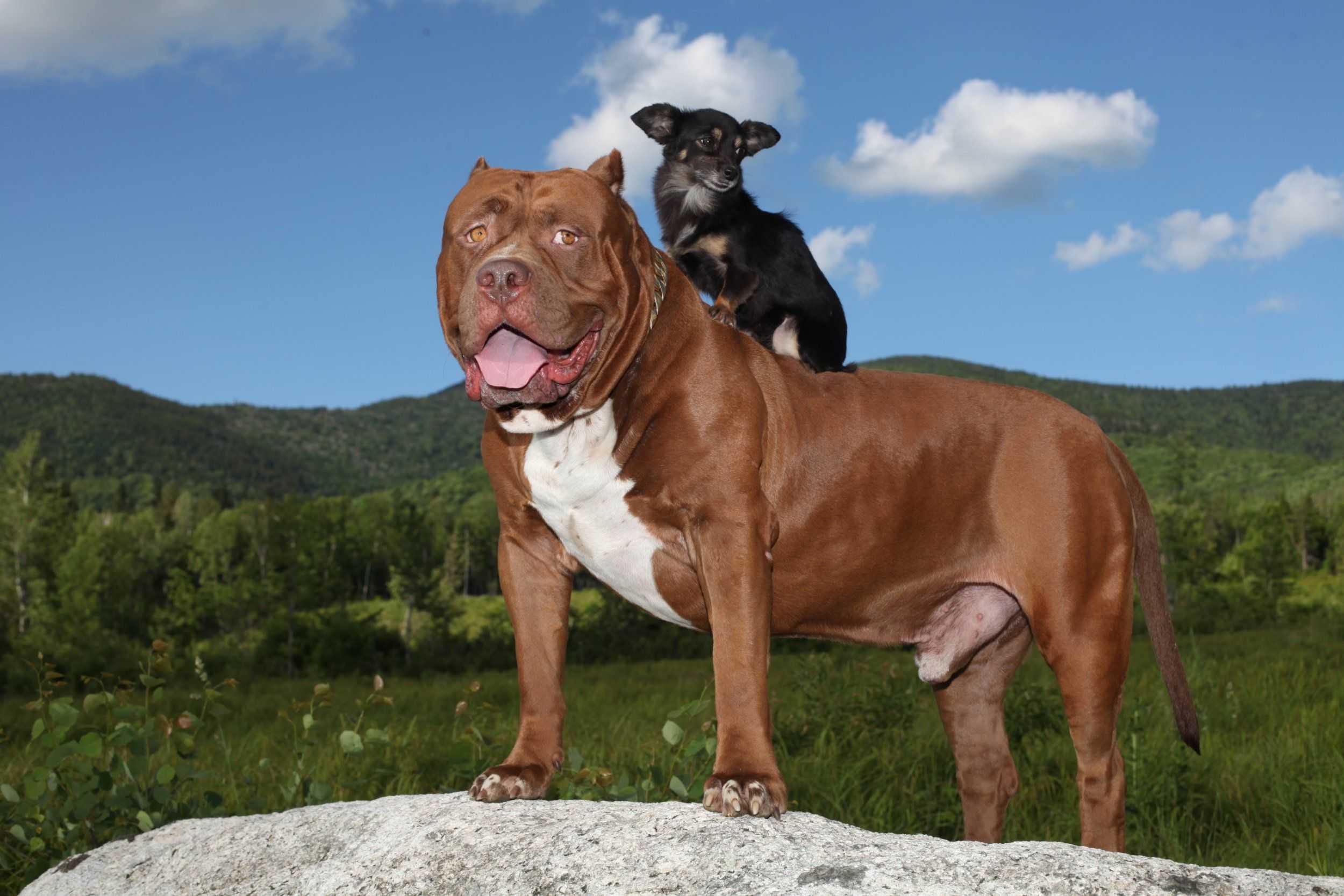 Топ-10 самых сильных собак в мире – pet-mir.ru