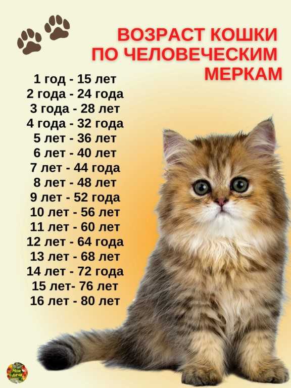 Возраст кошки по человеческим меркам - таблица. сопоставление возраста кошки и человека