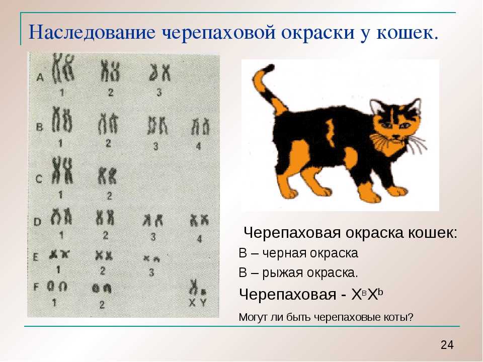 Сколько хромосом у кошек и котов: как выводят новые породы и какие гены отвечают за внешние особенности питомца