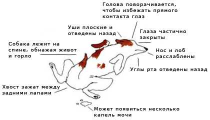 Моя собака спит с открытыми глазами - почему и что делать?